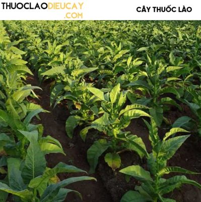 CÂY THUỐC LÀO LÀ GÌ